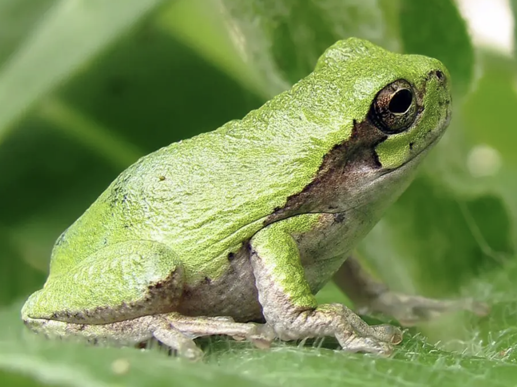 Chameleon Frog :: Chameleons